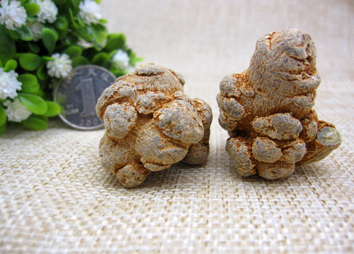 三七
